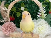 コザクラインコ (色変わり)