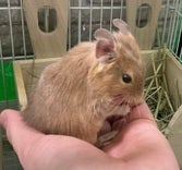 デグー (色変わり)