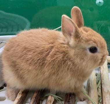 🐰🐰ご来店お待ちしております♪🐰🐰