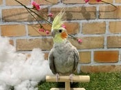 オカメインコ (色変わり)