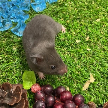 みなさまのご来店をスタッフ一同お待ちしております🤍🐹🫶🤍