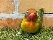 ルリコシボタンインコ ヒナ