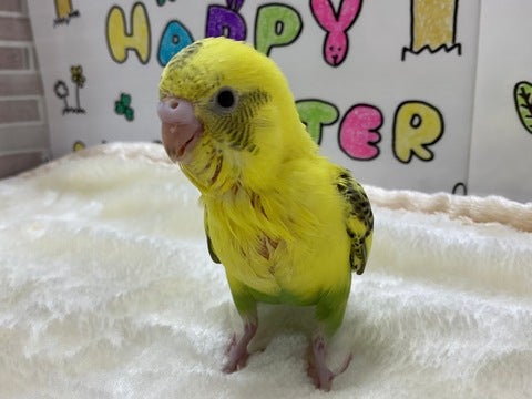 ピヨピヨ🐣