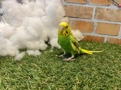 セキセイインコ ヒナ