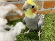 オカメインコ ヒナ (ナミ)