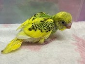 セキセイインコ ヒナ