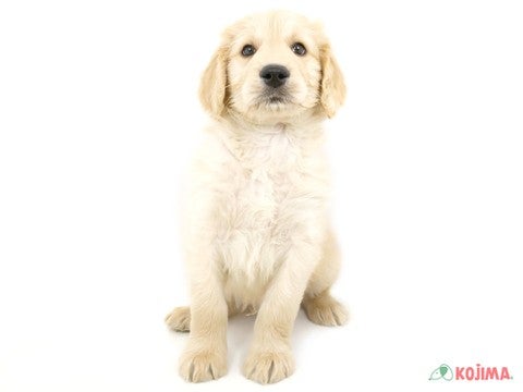 【2025/2/25撮影】盲導犬、災害救助犬、介助犬などあらゆる現場で活躍している犬種さんです☺