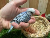 セキセイインコ ヒナ