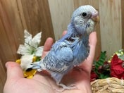 セキセイインコ ヒナ