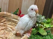 セキセイインコ ヒナ