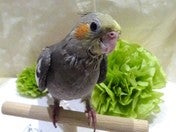 オカメインコ ヒナ (ナミ)