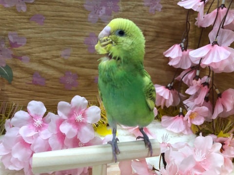 【3月2日撮影】すくすく成長中♡
