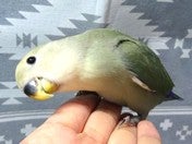 コザクラインコ ヒナ (色変わり)