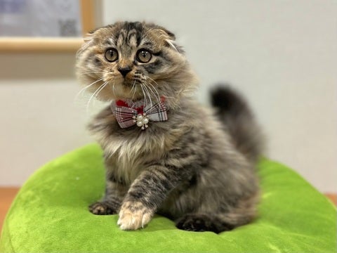 2025/03/05 きゅるりん✨お目目がたまらにゃい🐈‍⬛