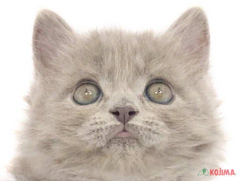 東京都のマンチカン (コジマ府中店/2024年12月29日生まれ/男の子/ブルータビー)の子猫