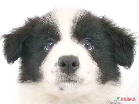 埼玉県のボーダーコリー (コジマ三郷店/2025年1月5日生まれ/男の子/ブラックホワイト)の子犬