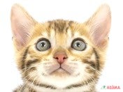 ベンガル