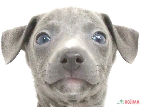 埼玉県のイタリアングレーハウンド (コジマ三郷店/2025年1月5日生まれ/男の子/ブルーホワイト)の子犬