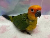 コガネメキシコインコ ヒナ