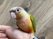 ホオミドリアカオウロコインコ ヒナ