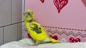 セキセイインコ ヒナ