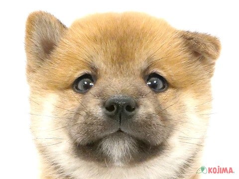 千葉県の柴犬(標準サイズ) (コジマウエルケアセンター/2025年1月4日生まれ/女の子/赤)の子犬