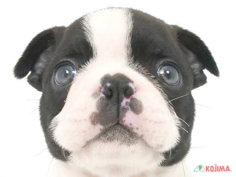 千葉県のボストンテリア (コジマウエルケアセンター/2025年1月5日生まれ/男の子/ボストンカラー)の子犬