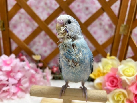 甘えん坊のセキセイインコちゃん☆