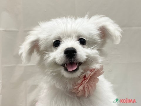 3/9撮影 きゅるん💛