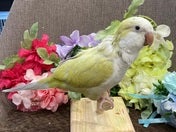 【2025/3/10撮影】可愛いお顔❗️