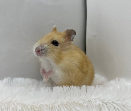 是非お店でご覧ください🐹