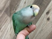 コザクラインコ (色変わり)