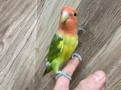 コザクラインコ (色変わり)