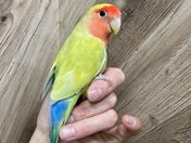 コザクラインコ (色変わり)