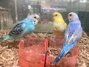 セキセイインコ