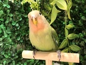 コザクラインコ (ノーマル)