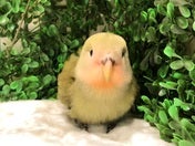 コザクラインコ (色変わり)