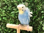 羽衣セキセイインコ