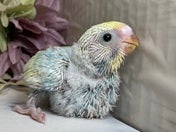 セキセイインコ ヒナ