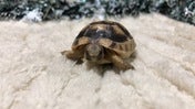 マルギナータリクガメ (フチゾリリクガメ)