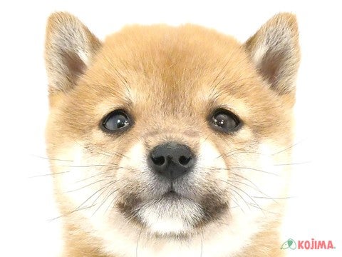 茨城県の豆柴 (コジマイーアスつくば店/2025年1月11日生まれ/女の子/赤)の子犬
