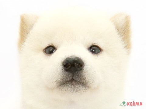 千葉県の柴犬(標準サイズ) (コジマウエルケアセンター/2025年1月10日生まれ/男の子/白)の子犬