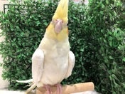 オカメインコ (シロ)