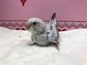 セキセイインコ ヒナ