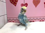 セキセイインコ ヒナ