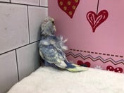 羽衣セキセイインコ ヒナ