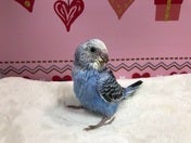 セキセイインコ ヒナ