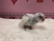 セキセイインコ ヒナ