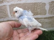 羽衣セキセイインコ ヒナ