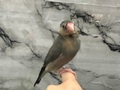 ブンチョウ ヒナ (サクラ)